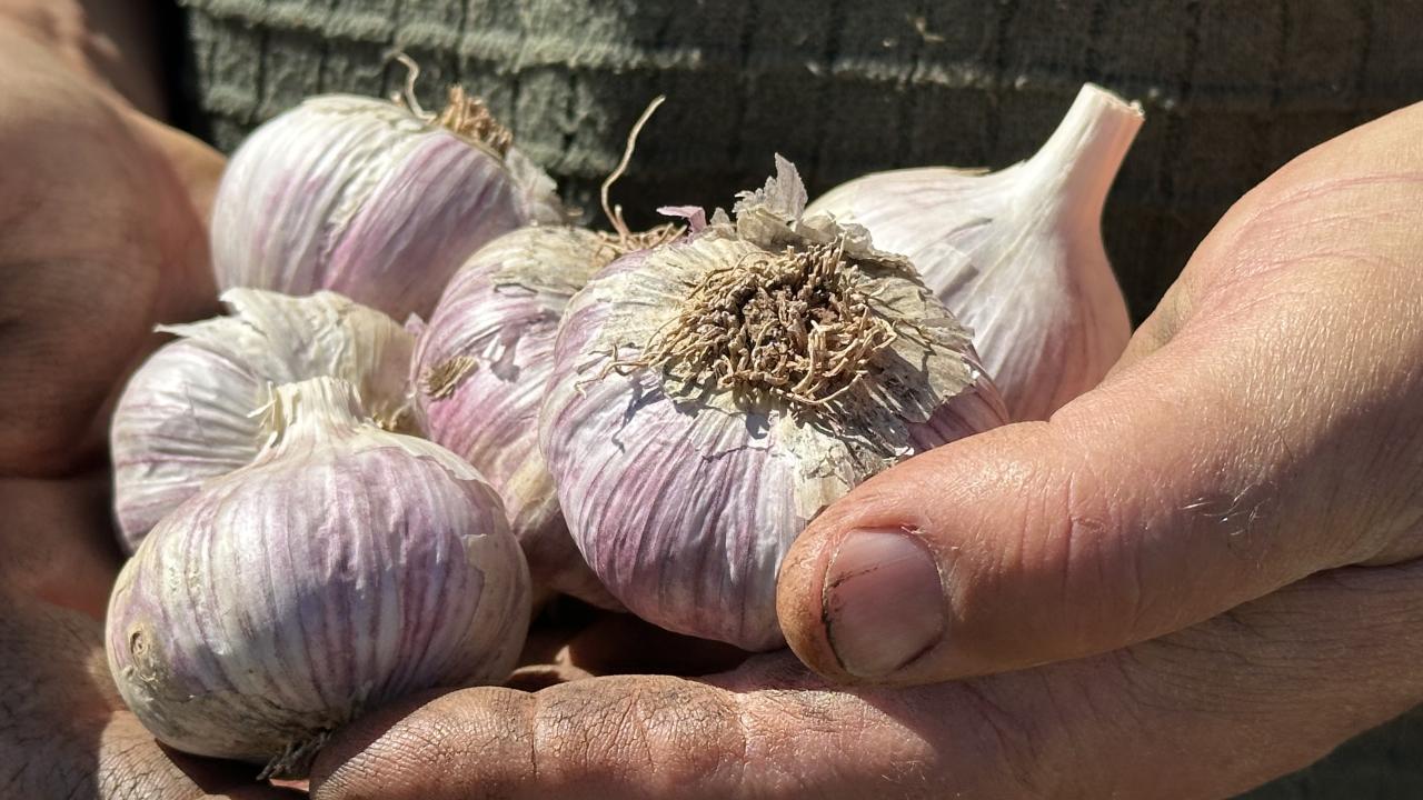 Garlic