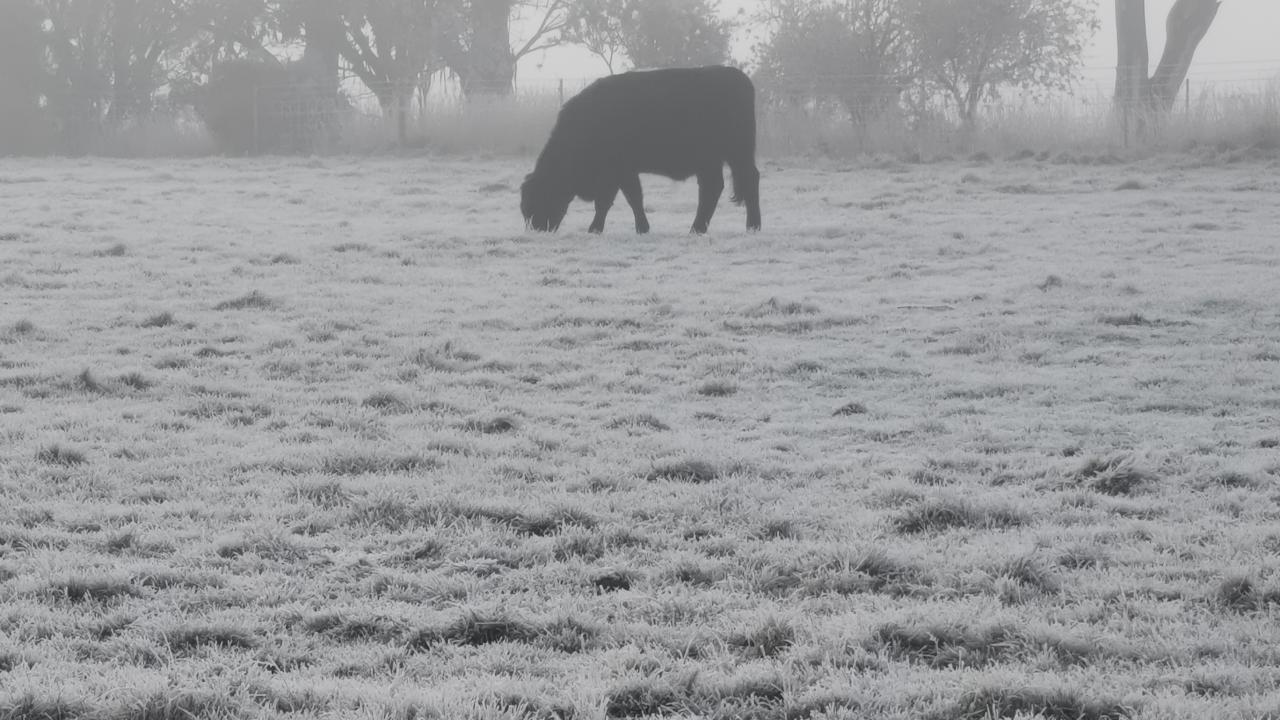 Cows in the mist at Evandale. Lisa Bird