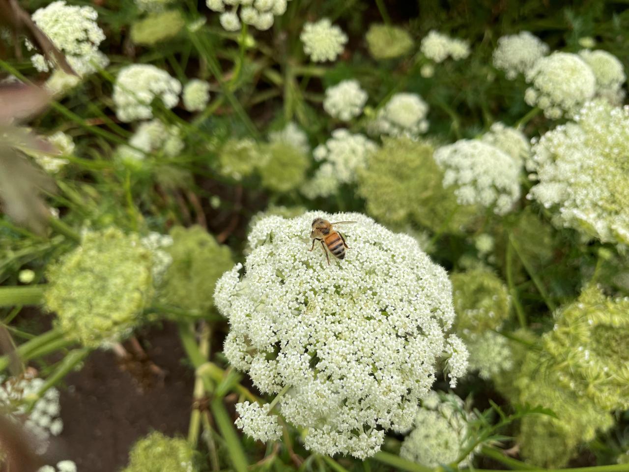 Bees at work pollinating
