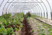 Veggies growing in the protection of the green house.