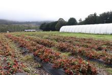 Rows and rows of strawberries