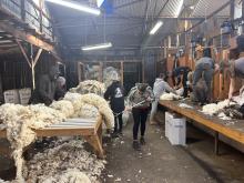 Shearers and wool handlers hard at work