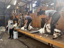 Shearers at Howley Farm