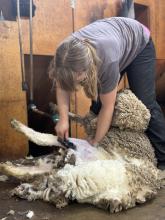 Shearing