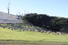 Sheep in the paddock with ice still on the hill from a frosty morning.