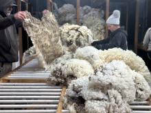 Wool handling.