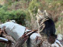 Cat at Nook by Rachel Anne Kenzie.