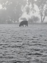  Cow by Lisa Bird of Evandale.