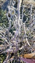  Frost on branch by Tina Sinko-Mossetter of Campbell Town.