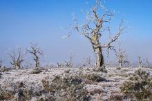 Frost on the cider gums at Miena by Gill Dayton