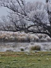 Frosty riverbank of the South Esk River at Evandale by Kirsty Gaal.