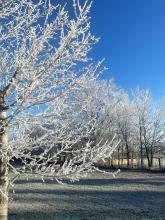 Frost on trees by James Sargeant of Wellwood, Evandale.