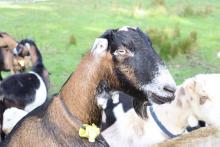 LaMancha goats