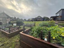 Killara's gin garden grows plants like strawberries and juniper berries to coriander and orris root