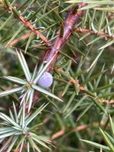 The first juniper berries of the season are popping up on the bush