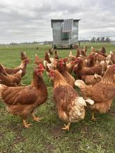  Hens at Western Tiers Pastures.