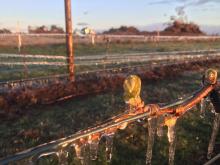 ironically, a protective layer of ice shields the grape buds from frost.