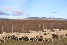 Sheep graze around the vineyard