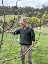 Chris brown pruning apple trees at Bradys Lookout Cider.