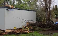 The Caravan Park also lost a number of trees, including this one that hit the facility's office.