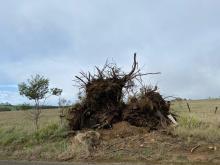 Trees uprooted in the Northern Midlands