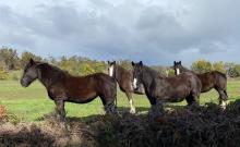 Horses keep their backs to the wind