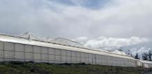 Poly tunnels destroyed in the Northern Midlands