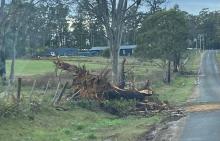 A tree blown down in the Northern Midlands