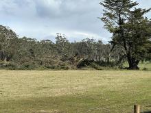 Trees down near Deloraine.