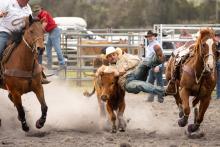 Action at the Gladstone Rodeo