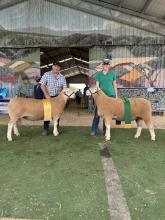  Paul Day with the interbreed champion ram and Imogen Baldock holding the the reserve champion which was also from Sunnybanks Stud