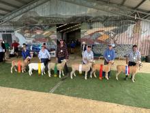  Winners and placegetters in the Interbreed Bare Shorn ram lamb class.