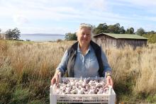 Tasmanian Gourmet Garlic Owner Letetia Ware with her fresh garlic bulbs.