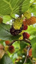 Mulberries