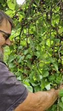 Nick Rayner picking berries