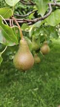 Pears