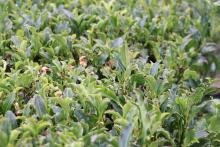 Sayamukuri tea leaves