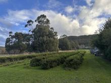 Tassi-T’s plantation at Allens Rivulet