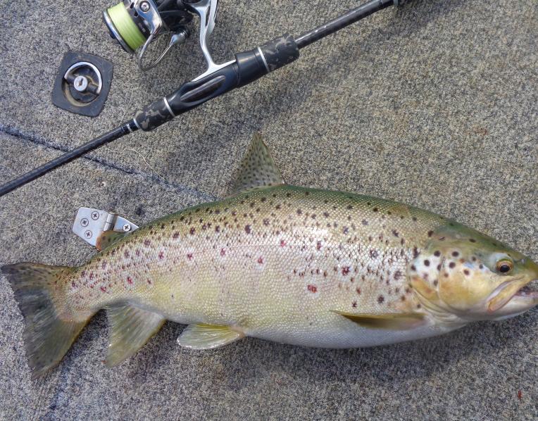 A fat well-conditioned trout from the Derwent