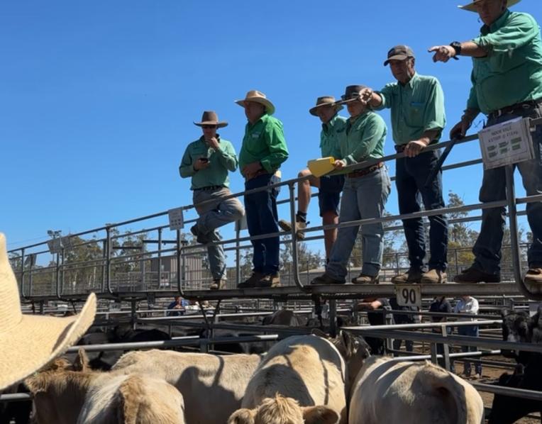 Powranna cattle sale earlier in the year