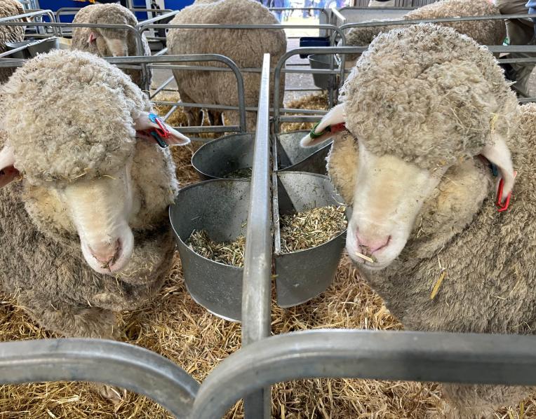 Two merino ewes from Trefusis Stud 