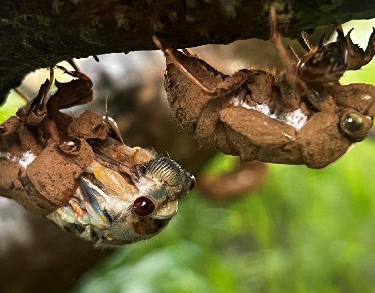 Red Eyed Cicada, Tasmania