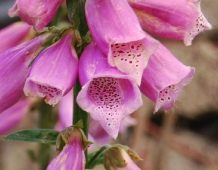 Purple foxglove