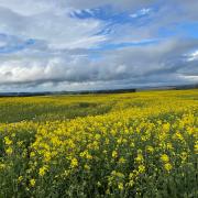 A canola crop at Cressy