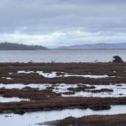 Moulting Lagoon Saltmarsh