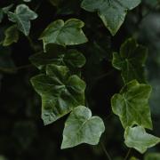 English Ivy