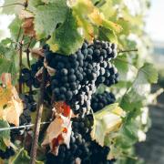 Wine grapes photo by Anna Kaminova