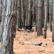 A deer in Pegarah State Forest. Picture: Renae Gale