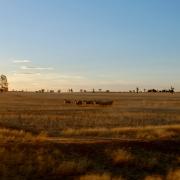 Sheep in paddock