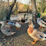 Ducks at Tynwald Park New Norfolk